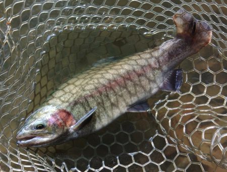 難しいぞ、大安トラウトレイク